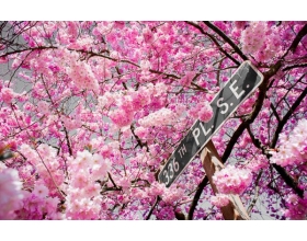 华盛顿樱花季节全攻略