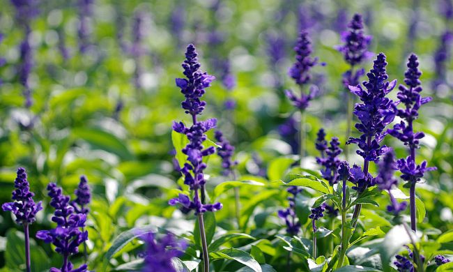 迷迭香花语:忠诚迷迭香开花4 百里香花语:勇敢百里香开花(香草除了