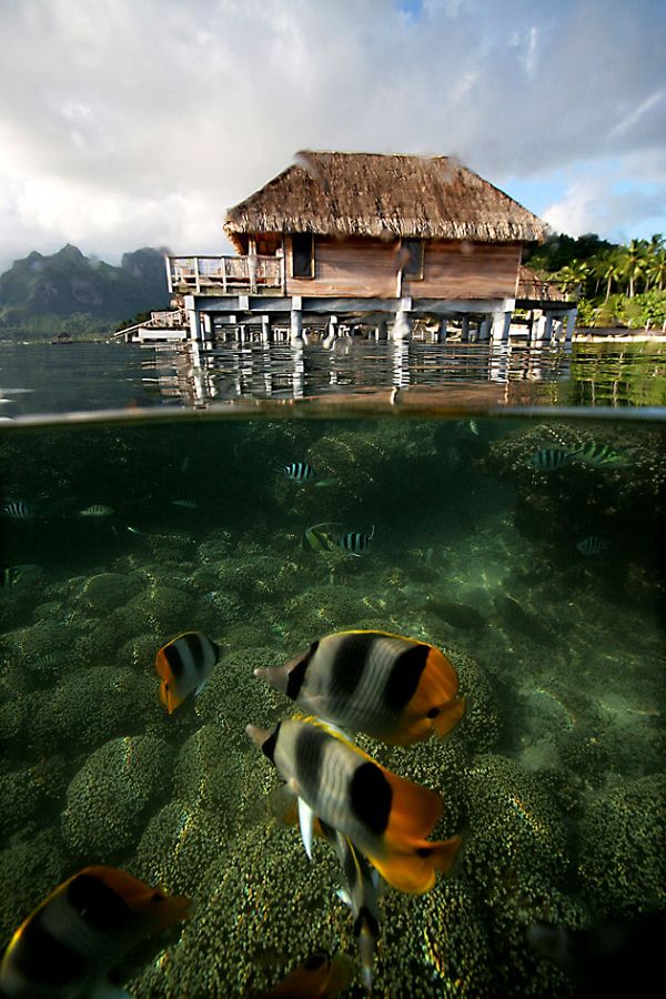 λò