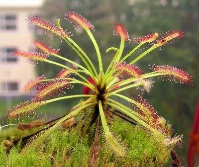 茅膏菜 自然界十大奇异植物:迷幻类植物拥有美丽外表(2)