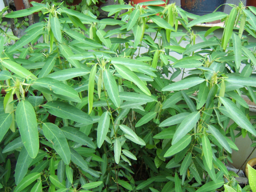 舞草 自然界十大奇异植物:迷幻类植物拥有美丽外表(2)