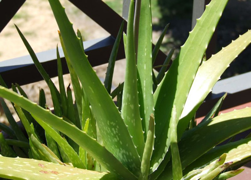 芦荟植物 自然界十大奇异植物:迷幻类植物拥有美丽外表(3)