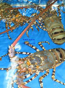 ��Ʒ������