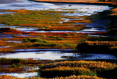 ��&ldquo;ʪ��&rdquo;�Ĳݵ�