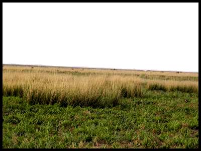 ��&ldquo;����&rdquo;�Ĳݵ�