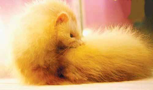 �龳��ͬվ���Ű�С���ڿɰ���С��