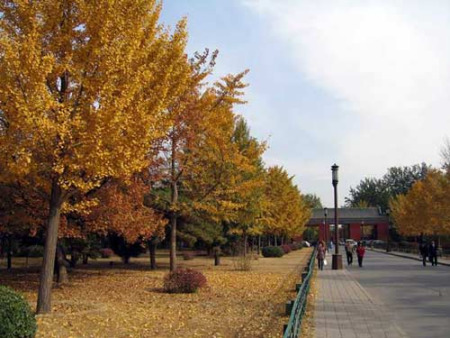 ��̳����