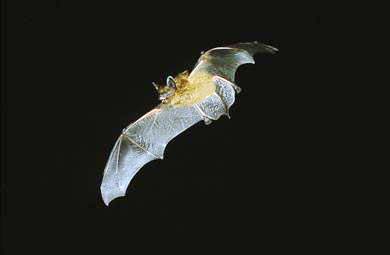 ���ɴ��� �Ϻ������ư�TOP10