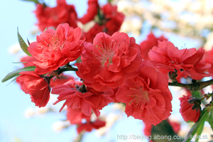 ����Ԫ����ַ��԰���Ļ�Ϫ[����Ŵ�]