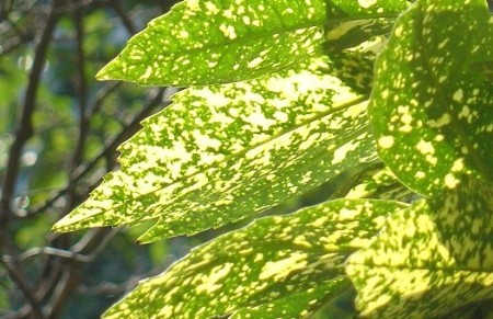 �����&ldquo;С��&rdquo;��� �̵��Ϻ�10������·��