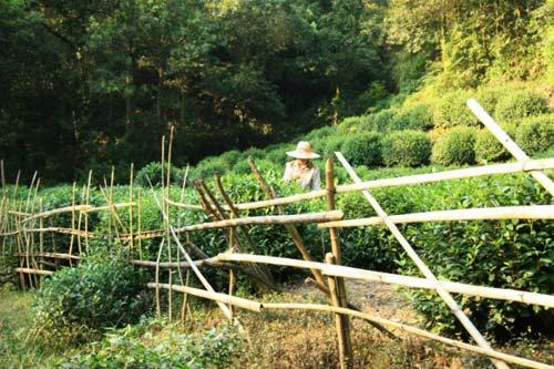 ��Ϫ����