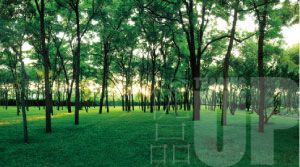 ����·8�ŵ�ԭ��ɭ��