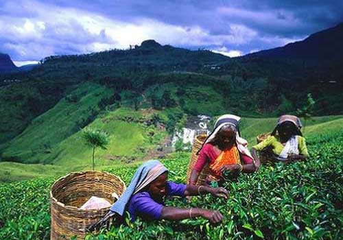 斯里兰卡丘陵地