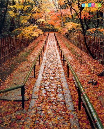 ��Ҷ֮�� ����ʮ��̶��Ҷ��Ⱦ