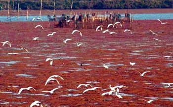 �ȼ�ʤ�� �й������İ˴󺣰���