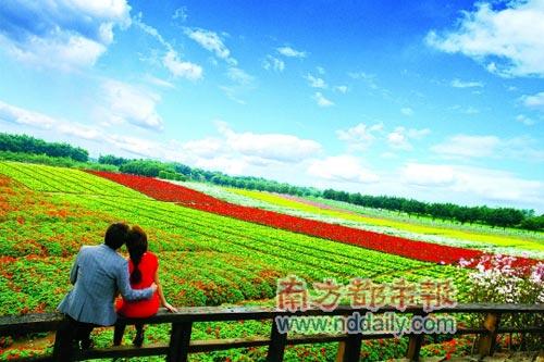 百万葵园的七彩花田让大地变成彩虹。 百万葵园的七彩花田让大地变成彩虹。