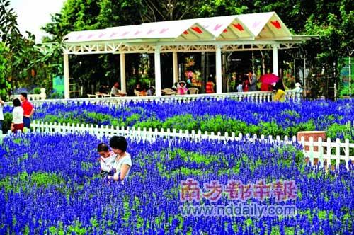 广州百万葵园的薰衣草园。 广州百万葵园的薰衣草园。
