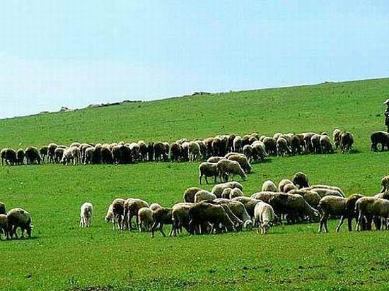 ��Ʒ������