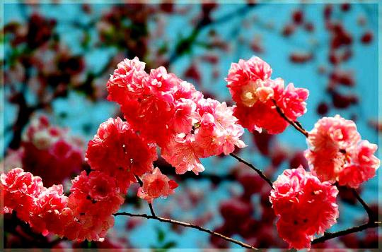 ����ӣ����������ϼ Բͨɽ�����������ڿ�ӣ������ѵص㣬������Բͨ����԰����������ʷ�ƾõ�Բͨ�£��ο���������Ϳ��Ժ���һ�졣���ʱ������ֻ��10�����϶ȣ���������ˬˬ��·�ϣ��е��Ļ���һ·��飬�о��ǳ�д�⡣������ӣ�����ձ�����������������ʢ����������γ�Ƚ��ձ��ͣ�ů���磬��Ҳ�����硣�Ƚ����÷ѡ��Ƶ�ס�޵����ο�������������ӣ������ȻҪ�ȵ��ձ����ö��ˡ� �淨��ʾ���ͻ�������������