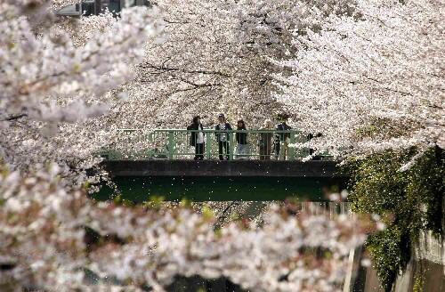 ���ӣ����   ÿ��3������Ѯ��1000����ӣ�����人��ѧ��У԰�ھ��࿪�ţ���Ϊ׳�ۡ���ǧ�����ο�Ľ���������������ͣ�����&ldquo;������ӣΩ�����&rdquo;֮�⡣ӣ���������֣��������������ǻ��ڼ�Ϊ���ݣ�ֻ�����죬���ӣ���������ǵ��������������º�����ֵ�����㯡�����˵���ͻ������ľ���������������ô���������ӣ���£������һ�ֳ���Ϧʰ���黳��ȥ����У԰ʱ����������£����Ǻͻ���һ�������ഺ��   �淨��ʾ����ζ������У�Ļ�����ӣ��