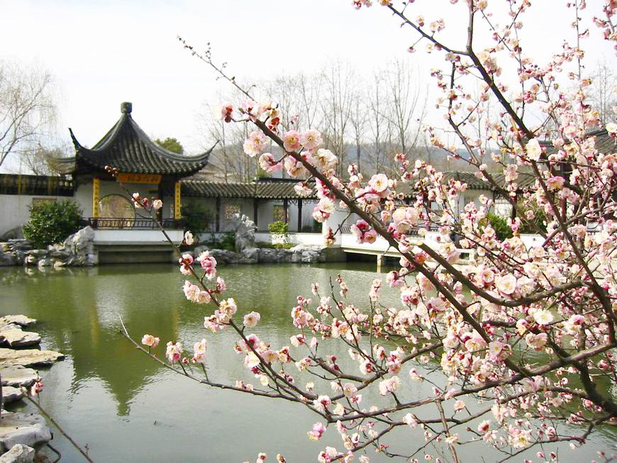 �Ͼ�÷��ɽ��÷   ÷����Ϊ�Ͼ��е��л���һֱ�ܵ��Ͼ������ϲ����ÿ�괺����÷��ɽ��÷�����Ͼ��˴�ͳ��̤����Ŀ���Ͼ���÷��ɽ���й��Ĵ�÷��֮һ��ռ������İٶ�Ķ��ӵ���ڶ��÷�м�Ʒ������ŵĽ�÷���ۺ쵭ױ�Ĺ��ۡ�ɫ�絤ϼ����ɰ��������������ʤ�ա�   �淨��ʾ����÷���ʹ�