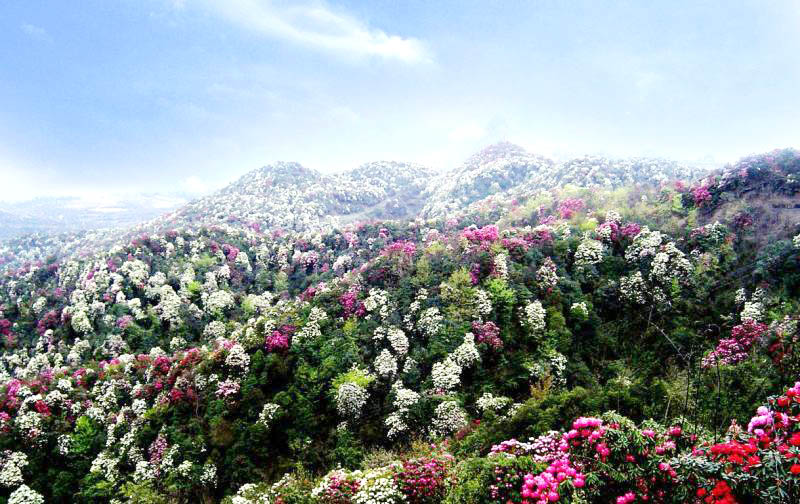 ��������ž鴺����   ���������ʥ��ɽ����Ķ��ɫ�ž��������������·���ʥ��ɽ��ɫ�ž���ҫ�Լ��Ķ�ʢʱ�ڡ���Ķ��Ƭ��ɫ�ž�ͬʱ���ţ����������������������ѡ���������ҫ�£��ž����Ż��ڱ仯�����ϱ仯���գ��ɺ�����ٱ�ף�ÿ�����Ϻ졢�ϡ��ס��ƾ��࿪�ţ����භ��������Ҷ�ĳ����¾���һ�Ѱ�ɫ�ʰ�쵵Ĵ�ɡ��ɽ�紵�������˷�������Ȼ�γɺ�嫻�����   �淨��ʾ���ͻ�����ɽ