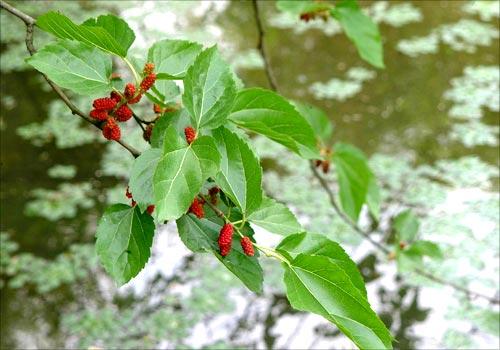 ��Ϫɣ��˿�����