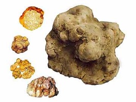 ��Ʒ������