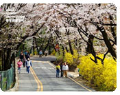 Mt. Namsan’s Cherry Blossoms and Forsythias