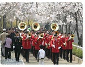 Seokchon Lake Cherry Blossom Festival, opening Nearby Lotte World, 