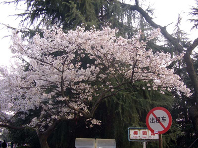 Ʒ