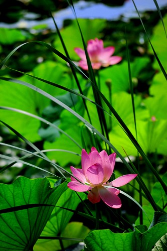 ��Ʒ������