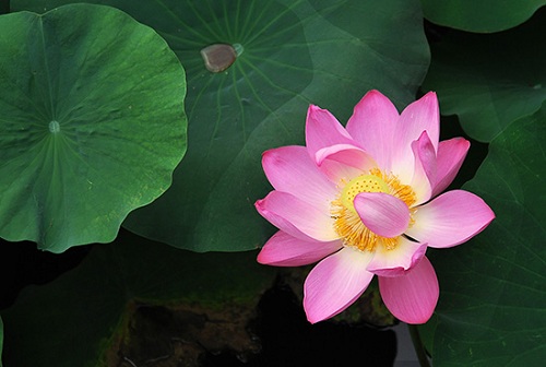 ��Ʒ������