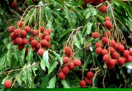 ��Ʒ������