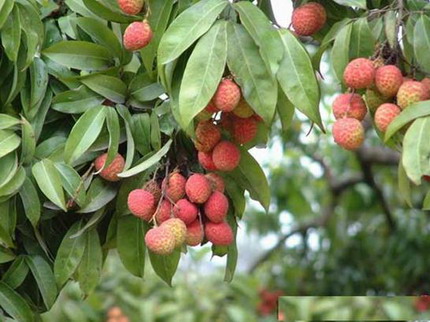 ��Ʒ������