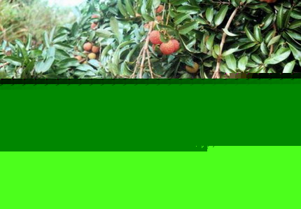 ��Ʒ������