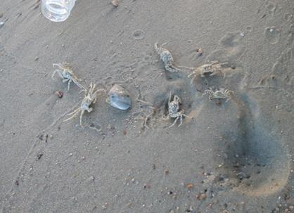 ��Ʒ������