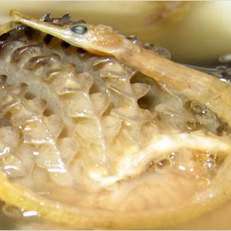 广东70个靓汤 - penny - yapingzeng的个人主页