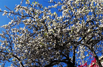 �����ӣ����������