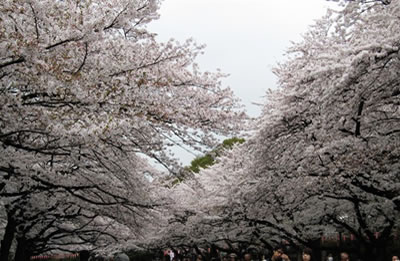 ������Ұ��԰��ӣ�����µ����˷ҷ�